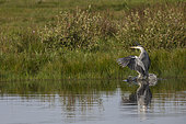 Gray Heron (Ardea cinerea) at the water's edge, Baie de Somme, France