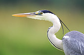 Portrait of Gray Heron (Ardea cinerea) adult, France