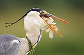 Gray Heron (Ardea cinerea) adult with a fish in the beak, France