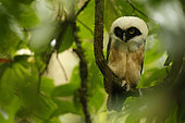 Spectacled Owl (Pulsatrix perspicillata) chick perched on a branch, Costa Rica
