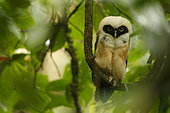 Spectacled Owl (Pulsatrix perspicillata) chick perched on a branch, Costa Rica