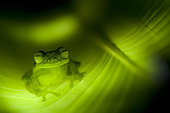 Emerald glass frog (Centrolenella prosoblepon) on a Heliconia leaf at night, Costa Rica