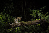 Margay (Leopardus wiedii) night photograph, San José, Costa Rica