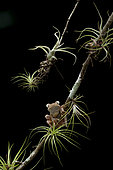 Rosenberg's Gladiator Treefrog (Hypsiboas rosenbergi) on a bromeliad-laden branch, Carara National Park, Costa Rica