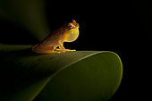 Hourglass tree frog (Dendropsophus ebraccatus) sitting on a leaf, Costa Rica