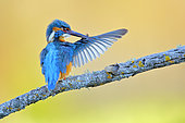 Common Kingfisher (Alcedo atthis) male preening on a branch, Andalusia, Spain
