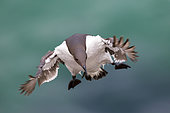 Common Murre (Uria aalge) flying, Saltee Islands, Ireland
