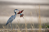 Black-headed heron (Ardea melanocephala) and Southern Carmine Bee-eater (Merops nubicoides), attack, South Luangwa, Zambia