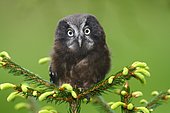 Boreal Owl or Tengmalm's Owl (Aegolius funereus), juvenile perched on a spruce, Neunkirchen, Siegerland region, North Rhine-Westphalia, Germany, Europe