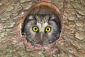 Boreal owl (Aegolius funereus), adult, looking out of its nesting hole in a nesting box, North Rhine-Westphalia, Germany, Europe