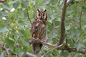 Long-eared owl (Asio otus) sitting on a tree branch, Apetlon, Neusiedlersee - Seewinkel National Park, Burgenland, Austria, Europe