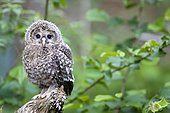 Ural Owl (Strix uralensis), Bavaria, Germany, Europe