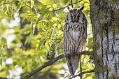 Long-eared Owl (Asio otus) sitting in tree, Lake Neusiedl, Burgenland, Austria, Europe