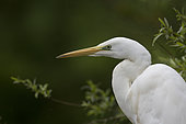 Portrait of Great Egret (Ardea alba)