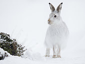A Mountain Hare (Lepus timidus) pauses briefly as he runs down the mountain in the Cairngorms National Park, UK.