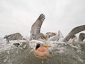 Several Dalmatian Pelicans (Pelecanus crispus) lunge for a fish off the shores of Lake Kerkini, Greece.