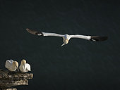 A Northern Gannet (Morus bassanus) soars close to a nesting pair off the coast of Flamborough, UK.