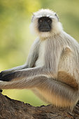 A Grey Langur (Semnopithecus schistaceus) rests in the shade in Bandhavgarh National Park, India.