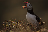 A Puffin (Fratercula arctica) displays in the late evening light off the coast of Wales in the UK.