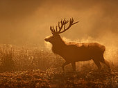 A Red Deer (Cervus elaphus) stag emerges from a wallow pit in the early morning sun in the Peak District National Park, UK.