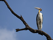 A Greater Adjutant (Leptoptilos dubius) perches on a dead branch in Bandhavgarh National Park, India.