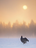 A Black Grouse (Lyrurus tetrix) displays during the lek in a secluded valley in Norway.