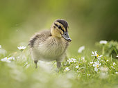 A Mallard (Anas platyrhynchos) duckling waddles through daisies on a riverbank in the Peak District National Park, UK.