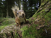 A curious Red Squirrel (Sciurus vulgaris) approaches in the woodlands of Yorkshire in the UK.