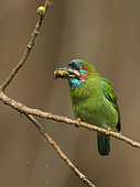 Blue-eared Barbet (Psilopogon cyanotis) perched on a fig tree with fig in beak, West Bengal, India