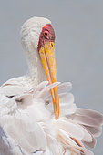 Tantale africain (Mycteria ibis) lissant son plumage, Mpumalanga, Afrique du Sud