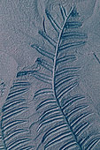 Fossil coal Seed fern (Alethopteris decurrens). Plant fossil of the North Mining Basin, Pas-de-Calais. Carboniferous. Museum of Natural History and Geology of Lille, Nord, France
