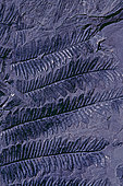 Fossil coal Seed fern (Alethopteris serlii). Plant fossil of the North Mining Basin, Pas-de-Calais. Carboniferous. Museum of Natural History and Geology of Lille, Nord, France