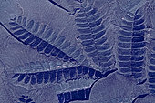 Fossil coal Seed fern (Linopteris sub-Brongniarti). Plant fossil of the North Mining Basin, Pas-de-Calais. Wesptphalien. Museum of Natural History and Geology of Lille, Nord, France