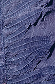 Fossil coal Fern (Paripteris gigantea). Plant fossil of the North Mining Basin, Pas-de-Calais. Carboniferous. Museum of Natural History and Geology of Lille, Nord, France