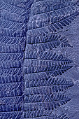 Fossil coal Fern (Pecopteris miltoni). Plant fossil of the North Mining Basin, Pas-de-Calais. Carboniferous. Museum of Natural History and Geology of Lille, Nord, France