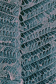 Fossil coal Fern (Pecopteris polymorpha). Plant fossil of the North Mining Basin, Pas-de-Calais. Carboniferous. Museum of Natural History and Geology of Lille, Nord, France