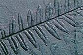 Fossil coal fern Polypode (Lonchopteris rugosa). Plant fossil of the North Mining Basin, Pas-de-Calais. Westphalien B. Museum of Natural History and Geology of Lille, Nord, France