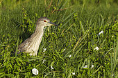 Black-crowned Night Heron (Nycticorax nycticorax). Juvenile. Hunting at a bank slope of a canal. Environs of the Ebro Delta Nature Reserve, Tarragona province, Catalonia, Spain.