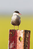 Whiskered Tern (Chlidonias hybrida). Perching on a rusty piece of metal at a broken gate. Environs of the Ebro Delta Nature Reserve, Tarragona province, Catalonia, Spain.