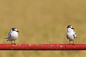 Whiskered Tern (Chlidonias hybrida). Two juveniles. Perching on the bar of a gate. Environs of the Ebro Delta Nature Reserve, Tarragona province, Catalonia, Spain.