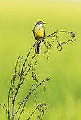 Yellow Wagtail (Motacilla flava). In a rice field. Environs of the Ebro Delta Nature Reserve, Tarragona province, Catalonia, Spain.