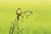 Yellow Wagtail (Motacilla flava). In a rice field. Environs of the Ebro Delta Nature Reserve, Tarragona province, Catalonia, Spain.