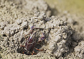 Red Swamp Crayfish (Procambarus clarkii). Invasive species from North America. Excavating its burrow at the edge of a flooded rice field. Environs of the Ebro Delta Nature Reserve, Tarragona province, Catalonia, Spain.