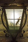 Mediterranean House Gecko (Hemidactylus turcicus). Hunting at night inside a wall lantern. Environs of the Ebro Delta Nature Reserve, Tarragona province, Catalonia, Spain.