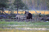Brown bear (Ursus arctos) and Gray wolf (Canis lupus lupus) Brown bear with a piece of meat in the mouth, the wolf pursues it so that he releases it, Finland
