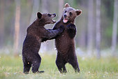 Brown Bear (Ursus arctos) cubs playing, Finland