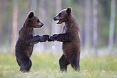 Brown Bear (Ursus arctos) cubs playing, Finland