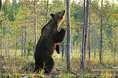 Brown Bear (Ursus arctos) sniffing a tree on which another bear has tagged, Finland
