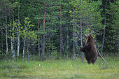 Brown Bear (Ursus arctos) male standing to rub himself on a tree to mark the place, Peat bog with linaigrettes in bloom during the summer. Finland