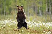 Brown Bear (Ursus arctos) standing on its hind legs on a peat bog, Finland